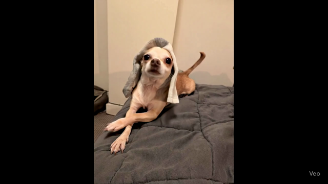 A different dog army crawling across a bed with a sock on his head.