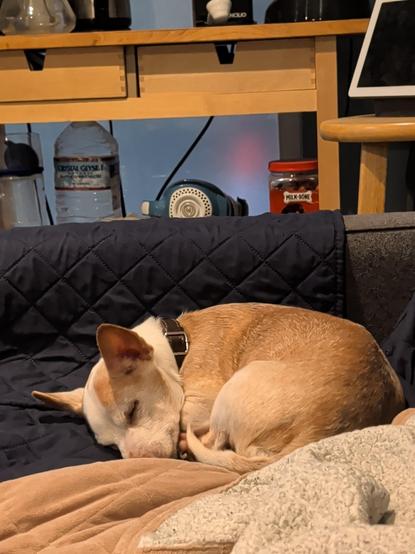 A small dog asleep in the morning.