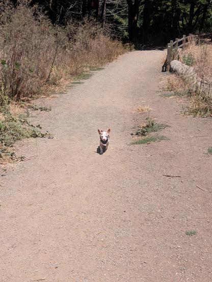 A dog walking on a path with a mission